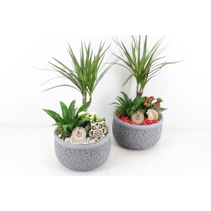 arr2 PL - Ker. barok dracena - rood/wit