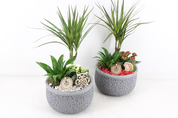 <h4>arr2 PL - Ker. barok dracena - rood/wit</h4>