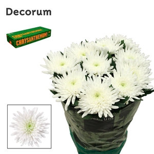 Chrysanten Chr G Topspin