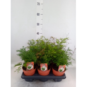 Asparagus dens. 'Cwebe'