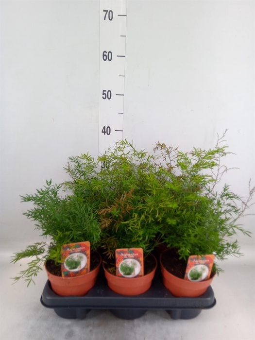 <h4>Asparagus dens. 'Cwebe'</h4>