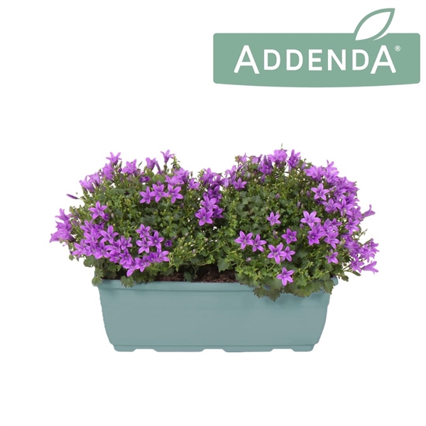 <h4>Campanula Ambella Intense Purple Bloembak 27 cm</h4>