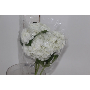 HORTENSIA BRANCA