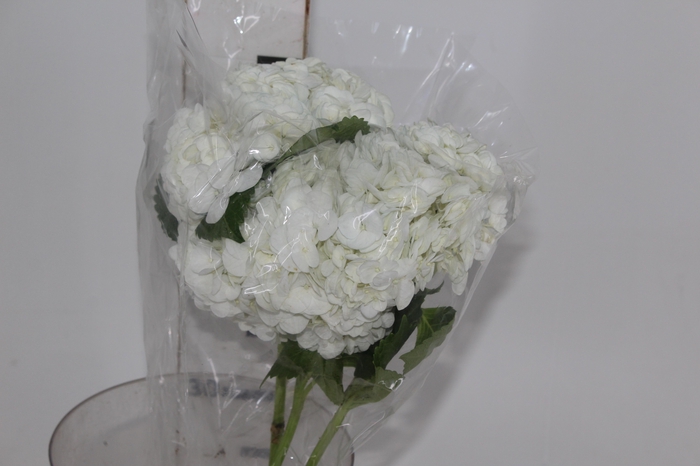<h4>HORTENSIA BRANCA</h4>