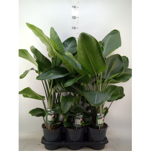 Strelitzia nicolai