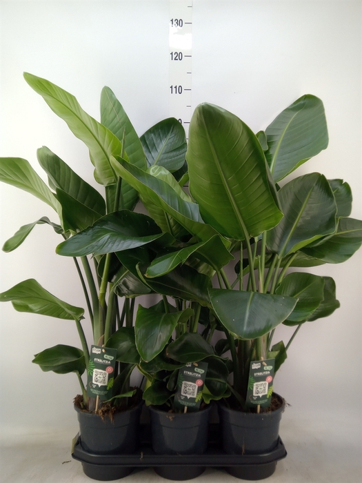 <h4>Strelitzia nicolai</h4>