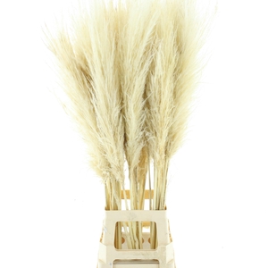 CORTADERIA OV