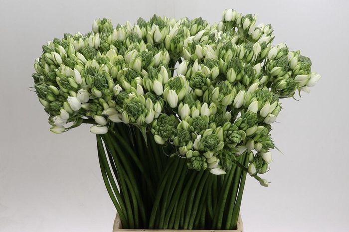 <h4>ORNITHOGALUM PILAR*</h4>