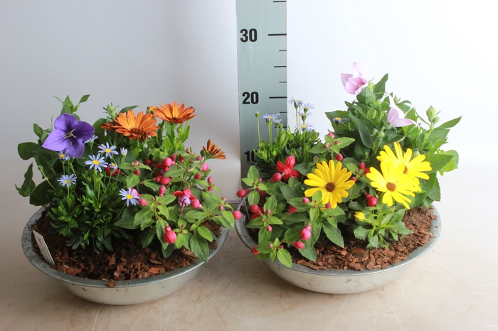 <h4>ARR TUINPLANTEN</h4>