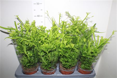 <h4>Pteris Wimsetii</h4>