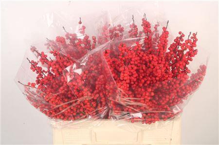 <h4>Ilex Verticilata Red</h4>