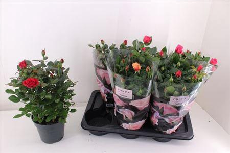 <h4>Ro Palace Gem 3 Srt</h4>