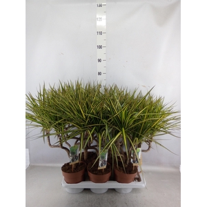 Dracaena marg. 'Sunray'