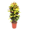 Codiaeum Mrs Iceton