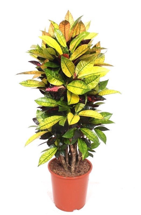 Codiaeum Mrs Iceton