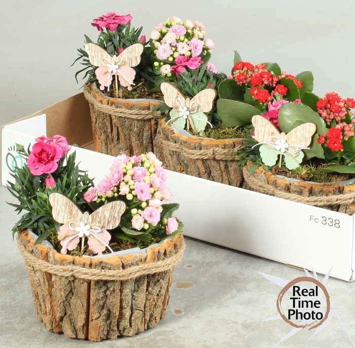 <h4>ARR TUINPLANTEN</h4>