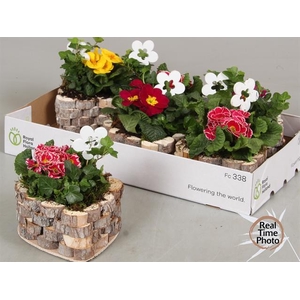 Arr Tuinplanten hartvorm