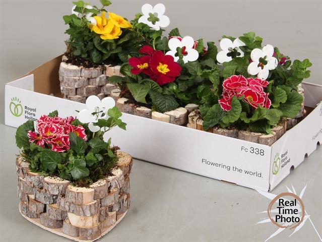 Arr Tuinplanten hartvorm