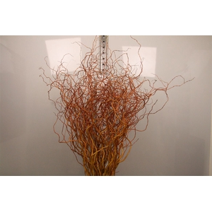 Salix Golden Curls