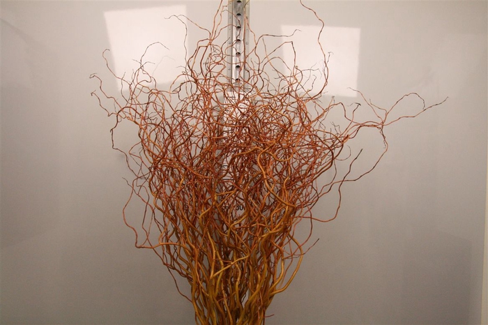 <h4>Salix Golden Curls</h4>