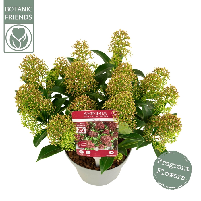 <h4>Skimmia japonica 'Marlot' 10+bloem</h4>