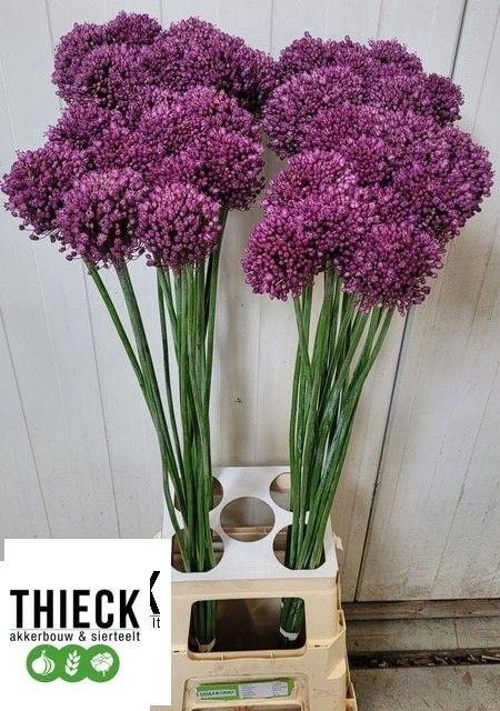 <h4>Allium Pink Lady</h4>