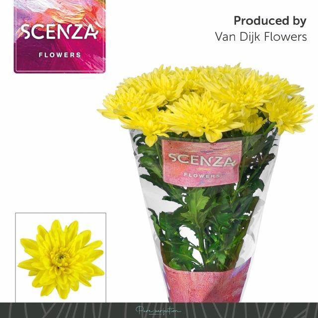 <h4>CHR T BALTICA YELLOW</h4>