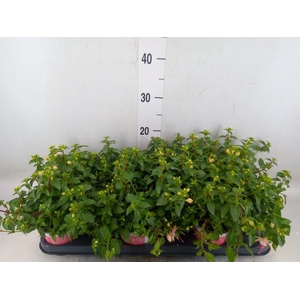 Fuchsia  'Bella Fuchsia Sophia'