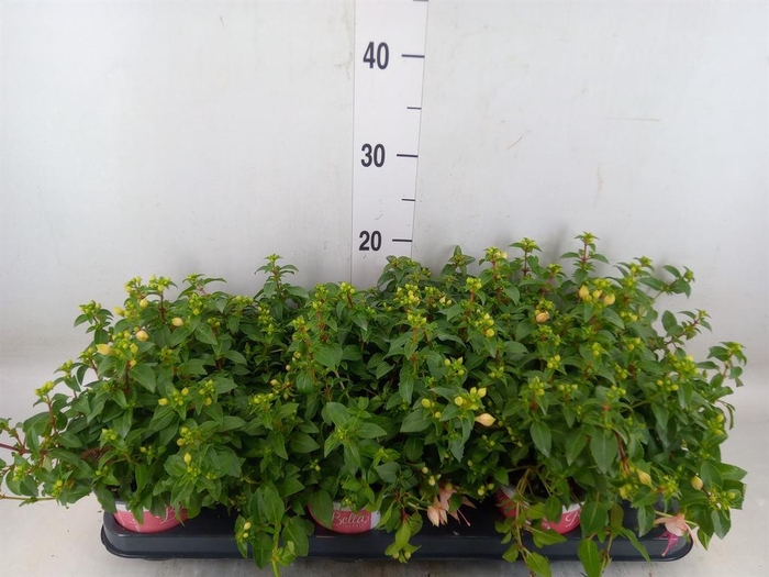 <h4>Fuchsia  'Bella Fuchsia Sophia'</h4>