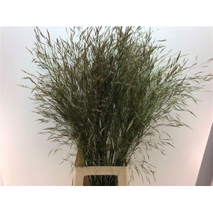 Siergras Sorghum A Panselaria