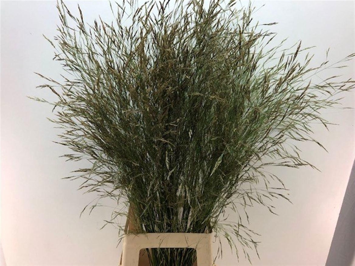 <h4>Siergras Sorghum A Panselaria</h4>