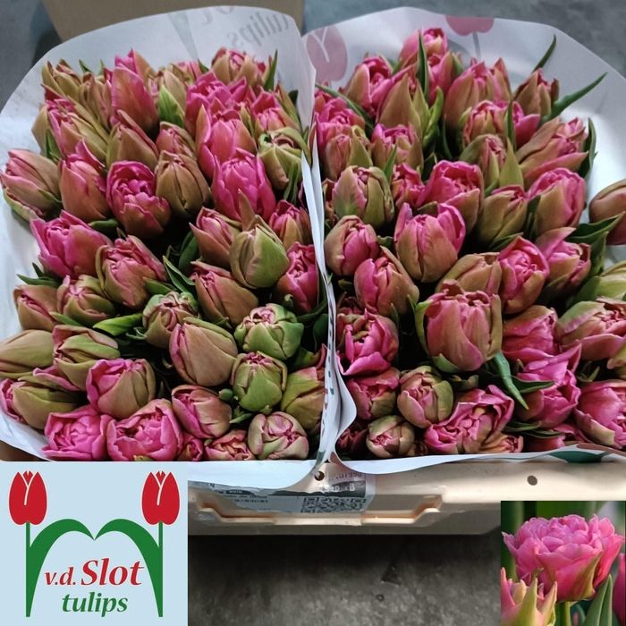 <h4>TU DU TOUCHSTONE</h4>