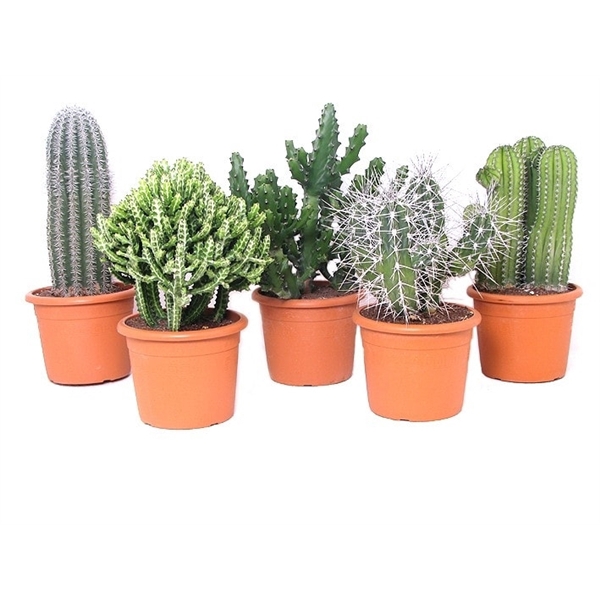 <h4>Cactus canarias 30 cm</h4>