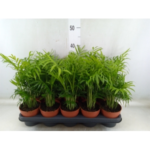 Chamaedorea elegans