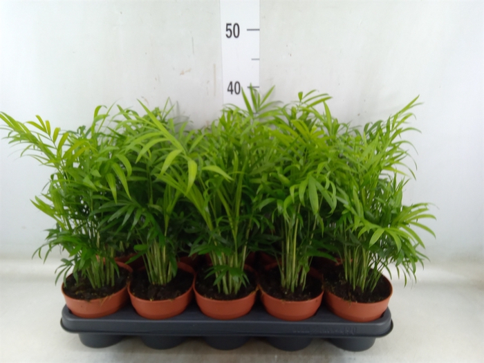 <h4>Chamaedorea elegans</h4>