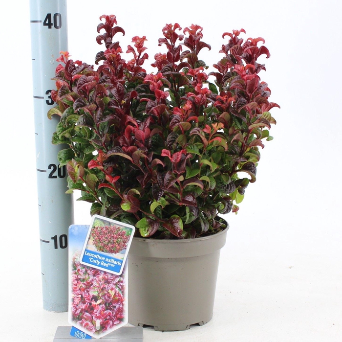 <h4>Leucothoe axillaris Curly Red</h4>