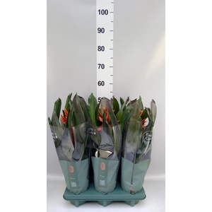 Aechmea  'Pepita Elegant Flames'