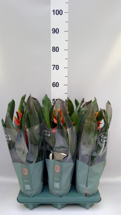 <h4>Aechmea  'Pepita Elegant Flames'</h4>