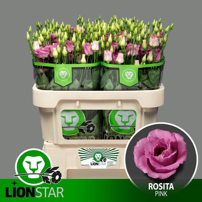 EUS G ROSI ROSE PINK