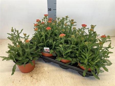 <h4>Achillea millefolium</h4>