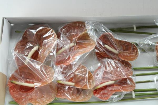 <h4>Anth A Terra X 12</h4>