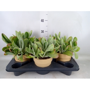 Kalanchoe NF   ...