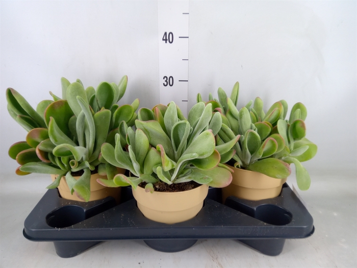 <h4>Kalanchoe NF   ...</h4>