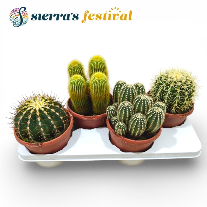 <h4>Festival® - Cactus Mix</h4>