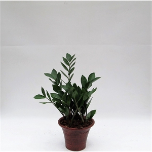 Zamioculcas in hosta small bruin met schors