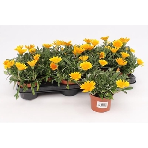 Gazania Rigens Orange Jupiter