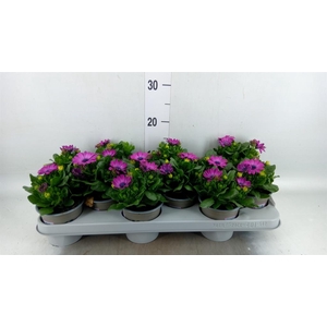 Osteospermum  'Margarita Lilac'
