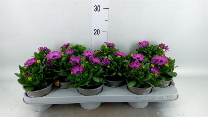 <h4>Osteospermum  'Margarita Lilac'</h4>