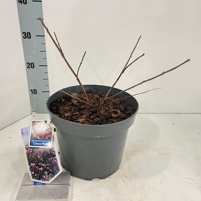 Lagerstroemia indica