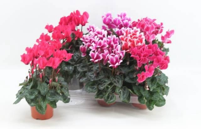 <h4>CYCL KL SUP VERANO</h4>